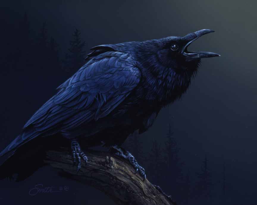 DS – Cry of the Raven © Daniel Smith