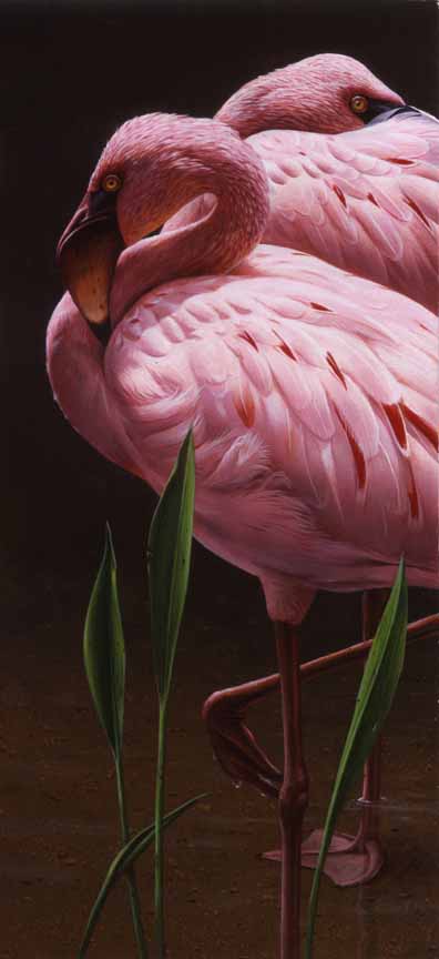 DS – Flamingos © Daniel Smith