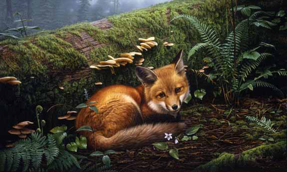 DS – Forest Floor – Red Fox © Daniel Smith