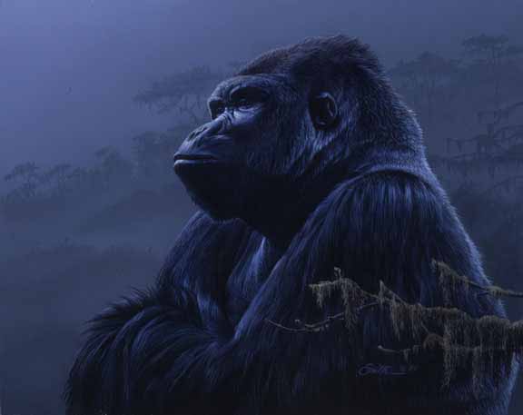 DS – Gorilla © Daniel Smith