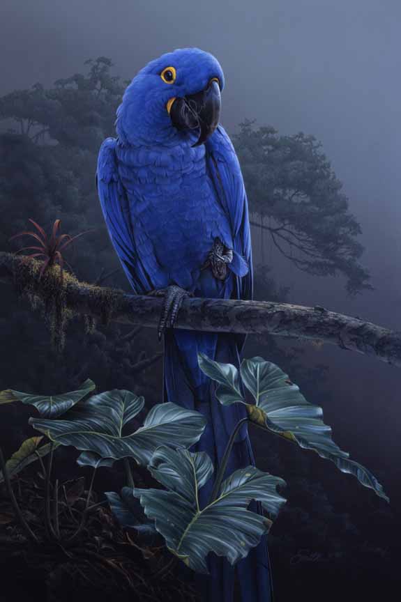 DS – Hyacinth Macaw © Daniel Smith