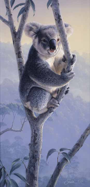 DS – Koala Bear © Daniel Smith