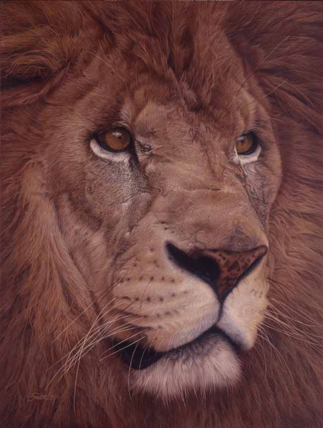 DS – Lion Portrait © Daniel Smith