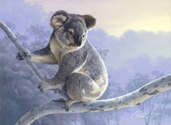 DS – Morning Light – Koala © Daniel Smith