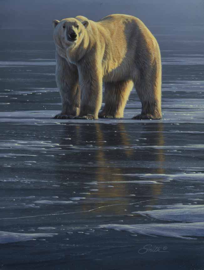 DS – Polar Bear © Daniel Smith