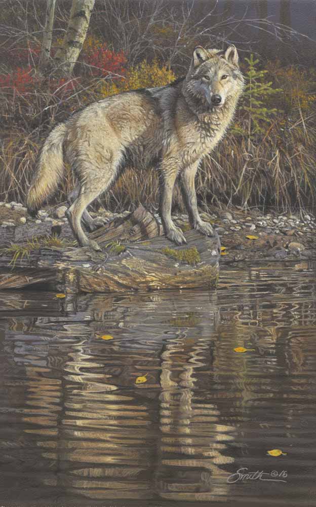 DS – Reflections – Wolf © Daniel Smith