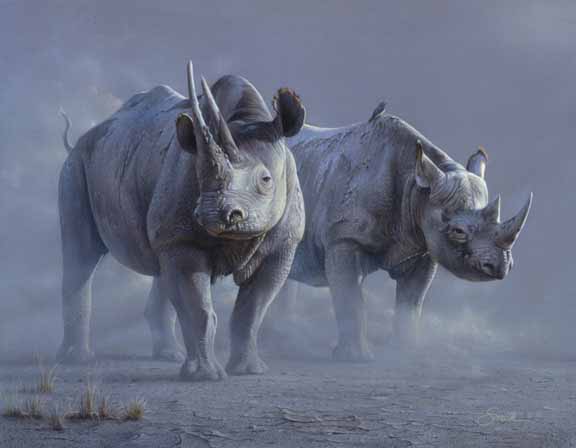 DS – Rhinos © Daniel Smith