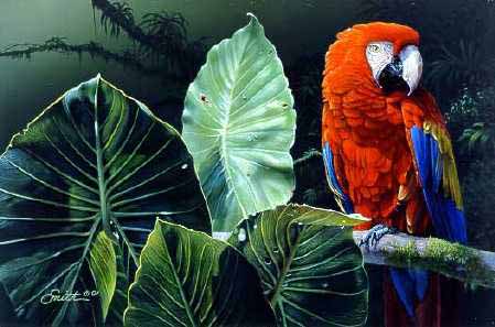 DS – Scarlet Macaw © Daniel Smith