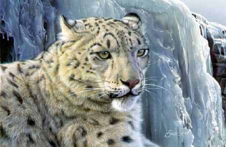 DS – Snow Leopard © Daniel Smith