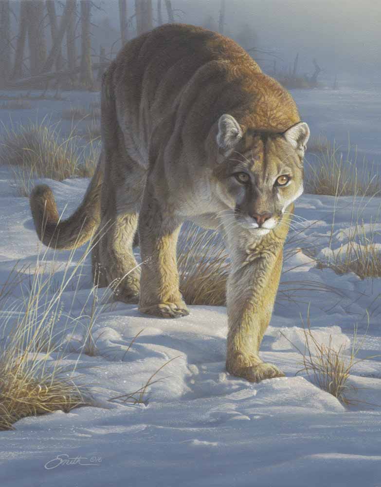 DS – Stalking in Snow – Cougar © Daniel Smith