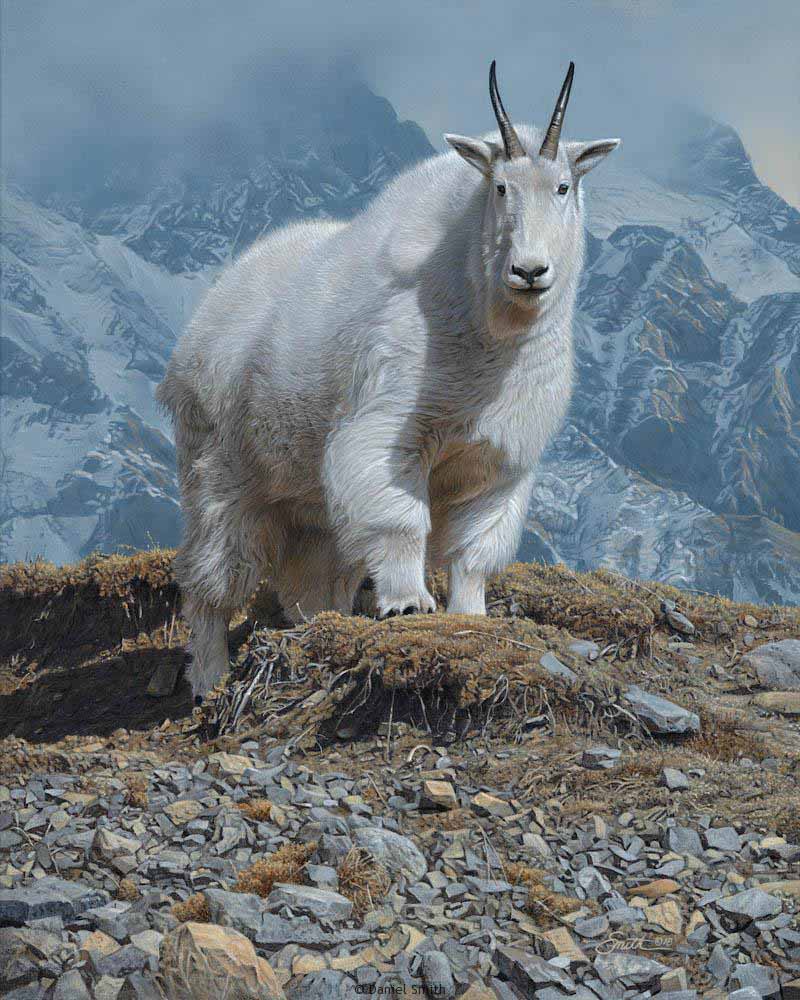 DS – The Goat Haunt © Daniel Smith