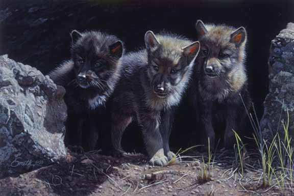DS – Three Wolf Pups © Daniel Smith