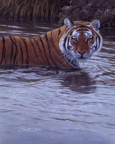 DS – Tiger in Water 2 © Daniel Smith