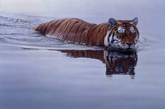 DS – Tiger in Water © Daniel Smith
