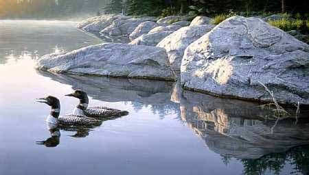 DS – Two Loons in Pond © Daniel Smith
