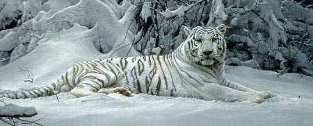 DS – White Tiger © Daniel Smith