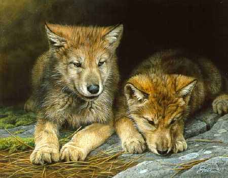 DS – Wolf Cubs © Daniel Smith