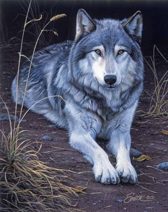 DS – Wolf Portrait © Daniel Smith