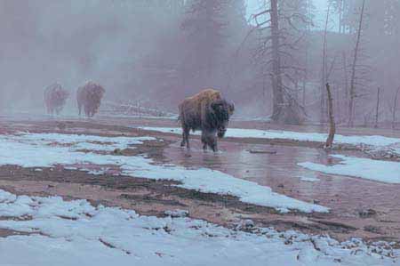 DS – Yellowstone Procession © Daniel Smith