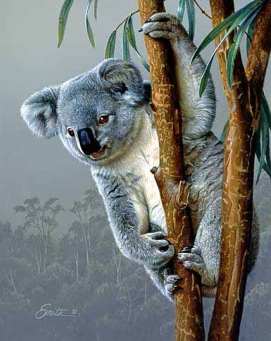 DS – Young Koala © Daniel Smith