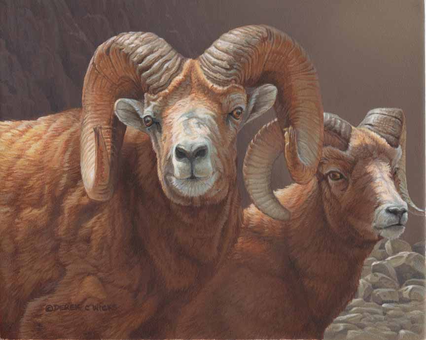 DW – Big Horn Sheep © Derek Wicks