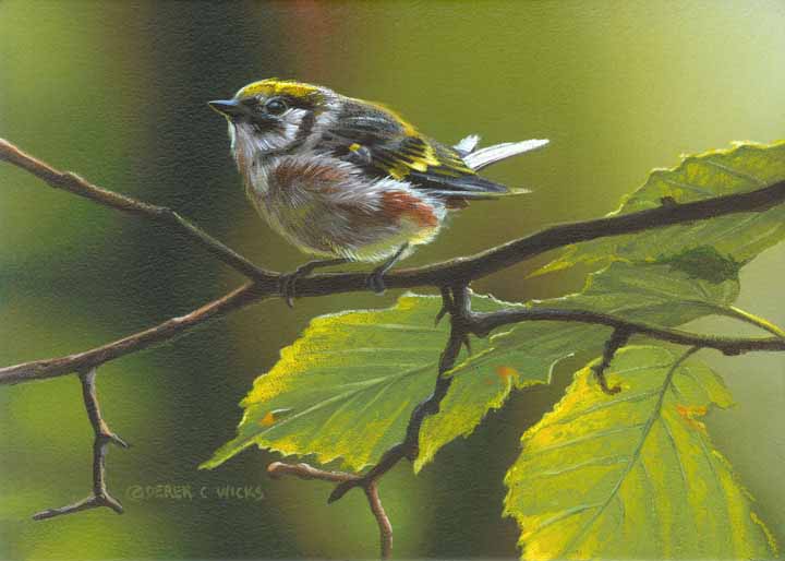 DW – Chestnut Warbler © Derek Wicks