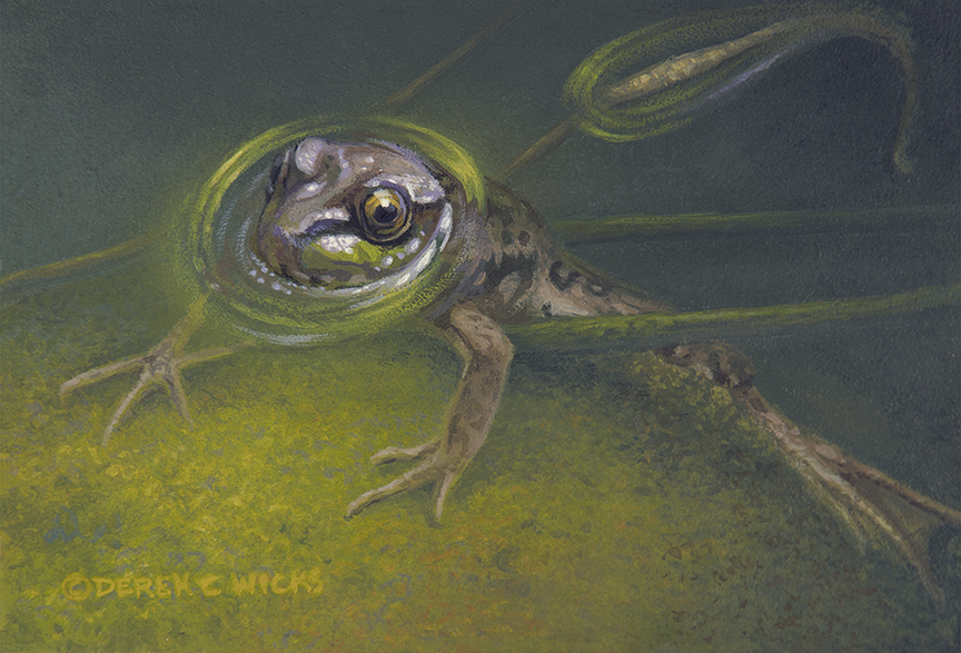 DW – Frog © Derek Wicks
