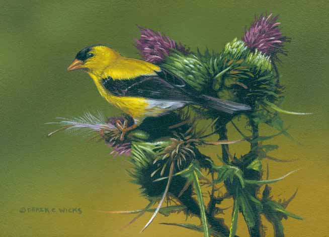 DW – Goldfinch and Thistle © Derek Wicks