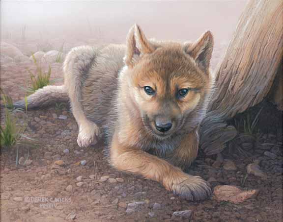 DW – On a Time Out – Wolf Pup © Derek Wicks