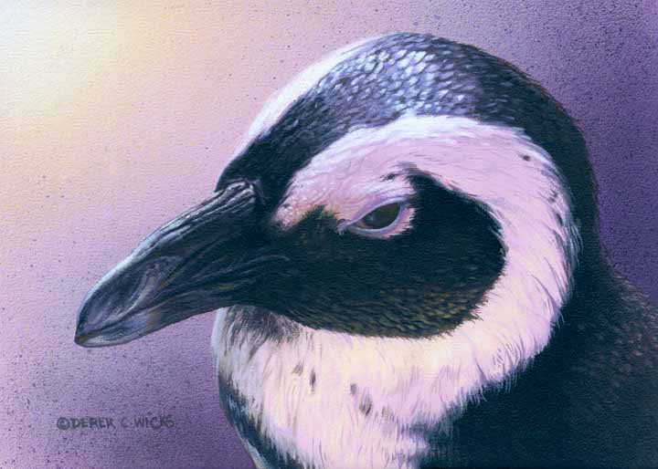 DW – Penguin © Derek Wicks