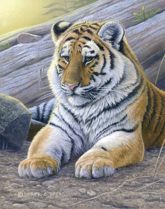 DW – Tiger Cub © Derek Wicks