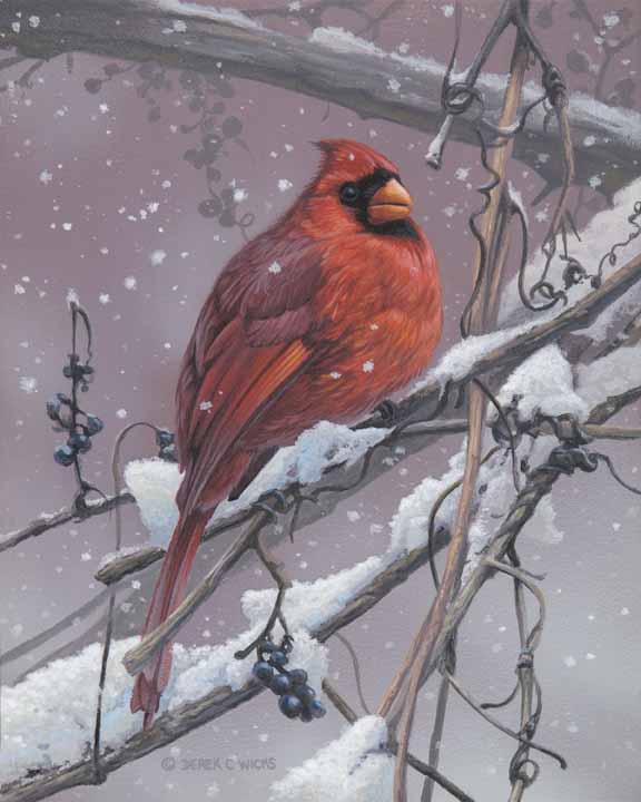 DW – Winter Cardinal © Derek Wicks