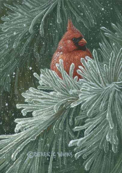 DW – Winter Perch – Cardinal © Derek Wicks