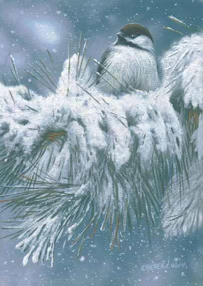 DW – Winter Perch – Chickadee © Derek Wicks