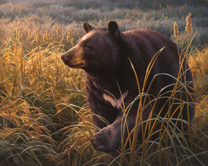 GA – Bear © Greg Alexander