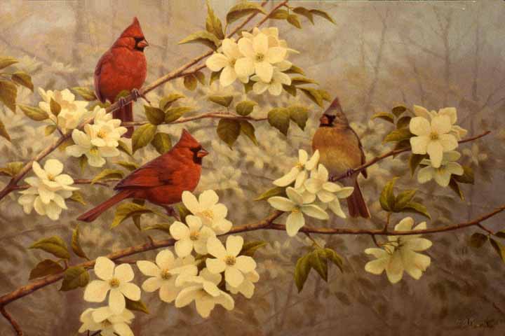 GA – Cardinals in Apple Blossoms © Greg Alexander