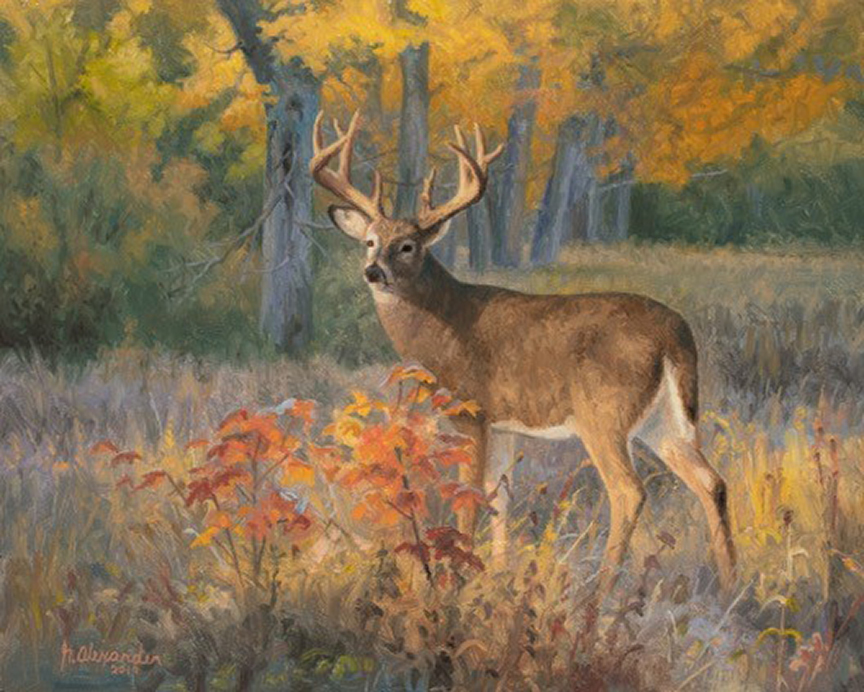 GA – Deer © Greg Alexander (2)