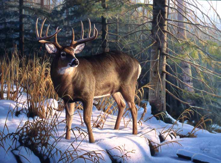 GA – Deer © Greg Alexander