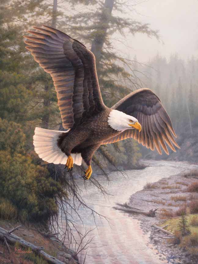 GA – Eagle Patriot © Greg Alexander