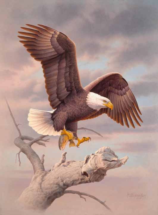 GA – Eagle with Fish © Greg Alexander