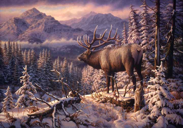 GA – Elk in Snow © Greg Alexander