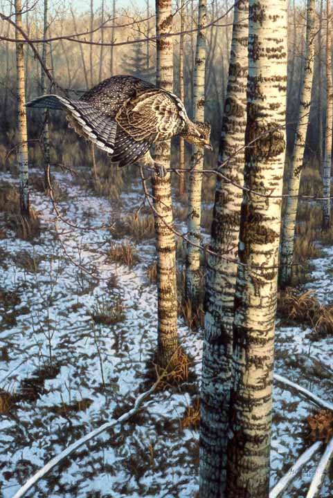 GA – Grouse in Birch Trees © Greg Alexander