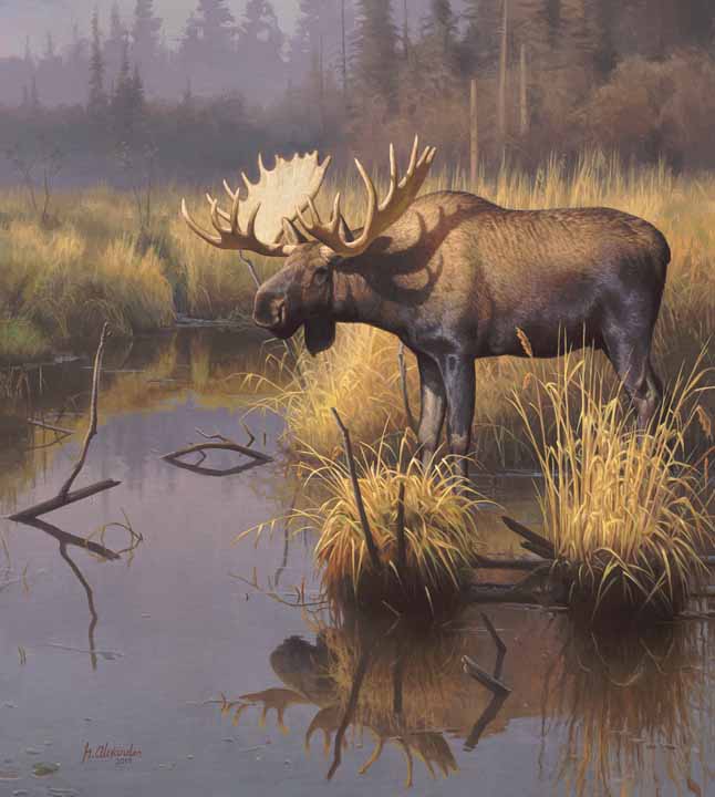 Bull Moose 2010 32″x36″