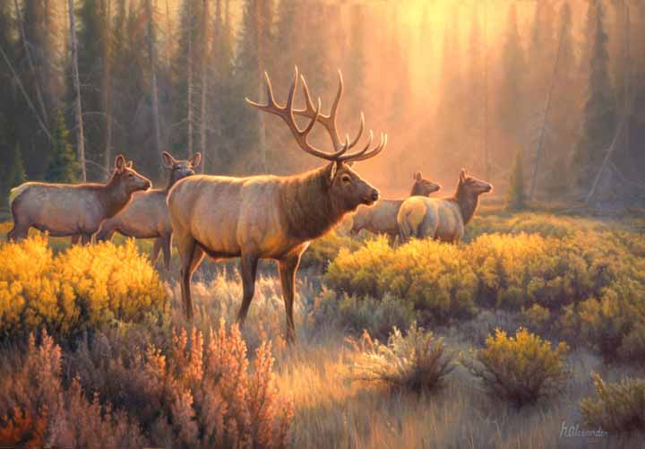 GA – Morning Glory – Elk © Greg Alexander