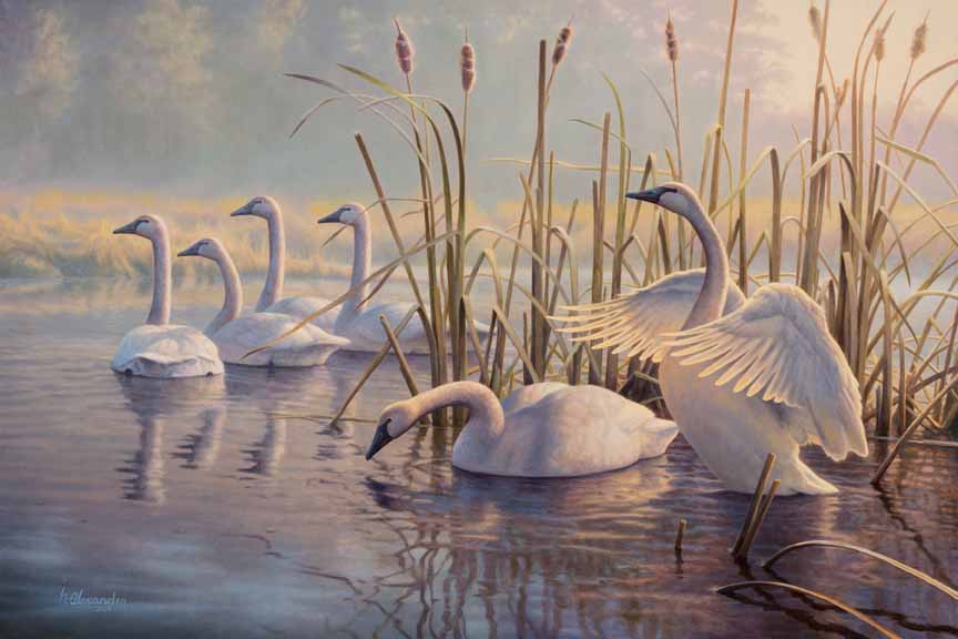 GA – Swans © Greg Alexander