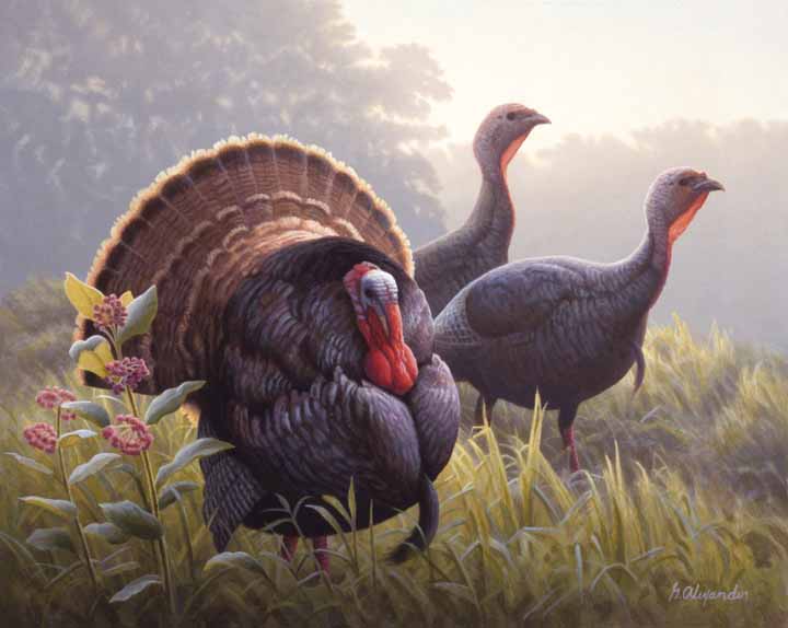 GA – Turkeys (Wisconsin Turkey Stamp) © Greg Alexander