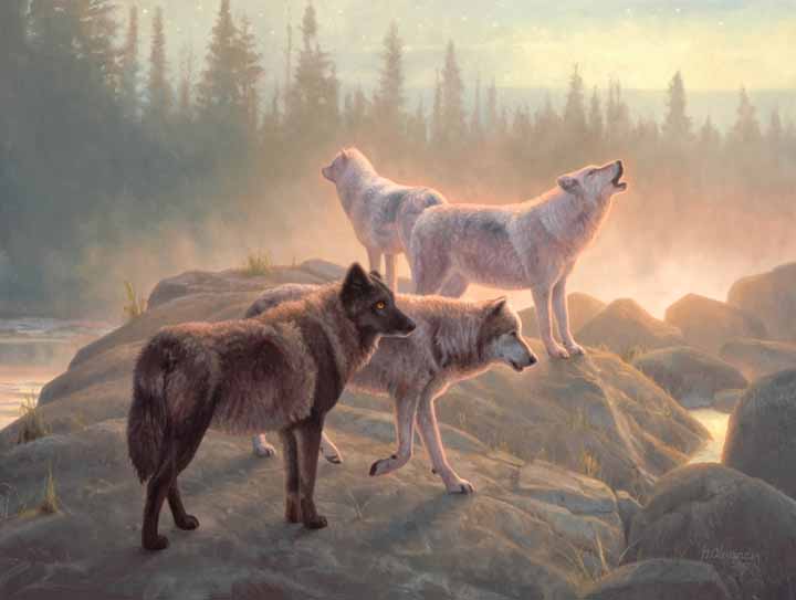 GA – Wolves © Greg Alexander