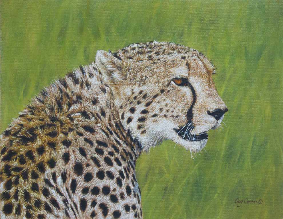 GC – Cheetah Study © Guy Combes