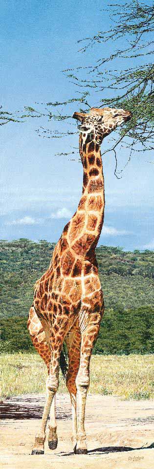 GC – Rothschild Giraffe © Guy Combes
