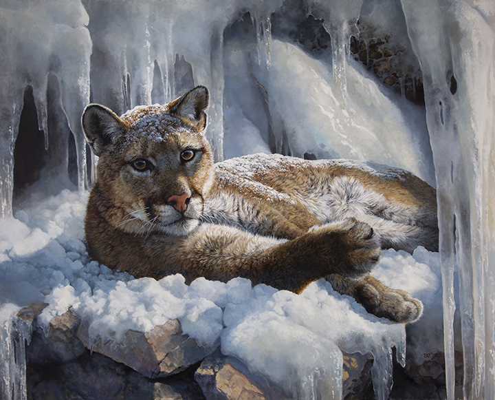 BM – Cougar in Snow © Bonnie Marris